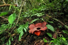 Rafflesia mira