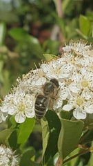 Apis mellifera