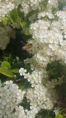 Apis mellifera