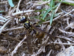 Ropalidia flavobrunnea