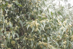 Eucalyptus tricarpa