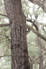 Eucalyptus tricarpa