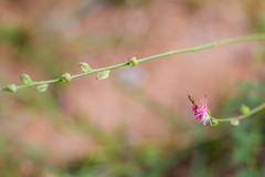 Oenothera podocarpa