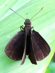 Ancistroides nigrita