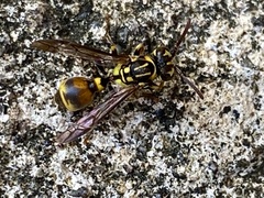 Ropalidia flavobrunnea