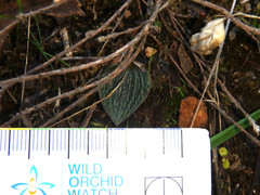 Eriochilus collinus collinus