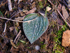 Eriochilus collinus collinus