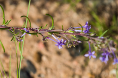 Ipomopsis multiflora