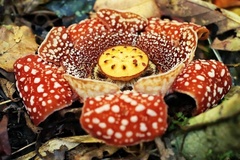 Rafflesia lobata