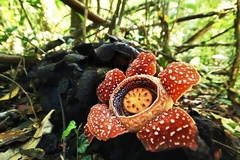 Rafflesia lobata