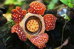 Rafflesia lobata