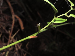 Pseudotheopea sauteri