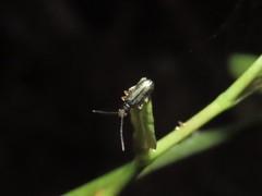 Pseudotheopea sauteri