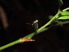 Pseudotheopea sauteri