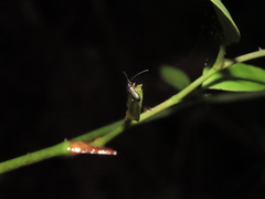 Pseudotheopea sauteri