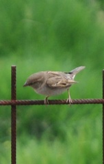 Passer domesticus