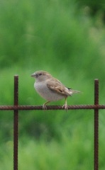 Passer domesticus