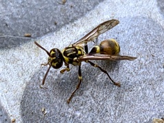 Ropalidia flavobrunnea