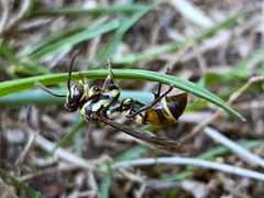 Ropalidia flavobrunnea