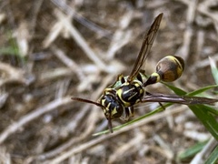 Ropalidia flavobrunnea