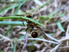 Ropalidia flavobrunnea