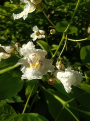 Catalpa bignonioides