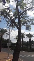 Jacaranda mimosifolia