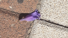 Jacaranda mimosifolia