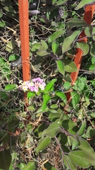 Lantana camara