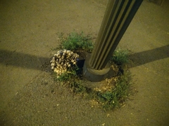 Coprinellus micaceus