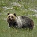 Marsican Brown Bear - Photo (c) Rino, some rights reserved (CC BY-NC), uploaded by Rino