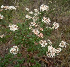 Pomaderris obcordata