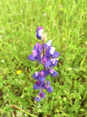 Lupinus benthamii