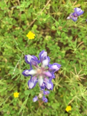 Lupinus benthamii