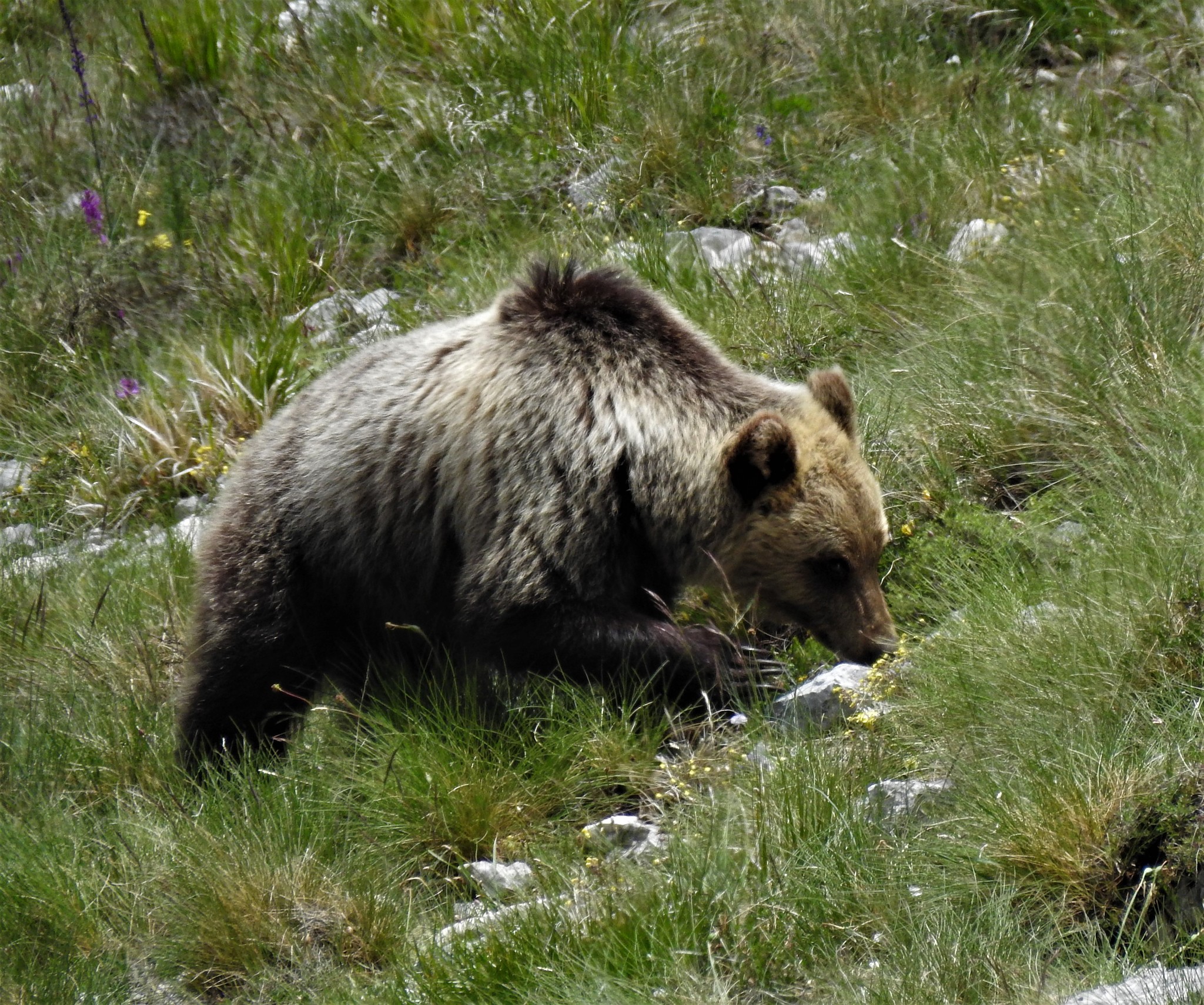 Marsican brown bear - Wikipedia