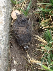 Junco hyemalis thurberi