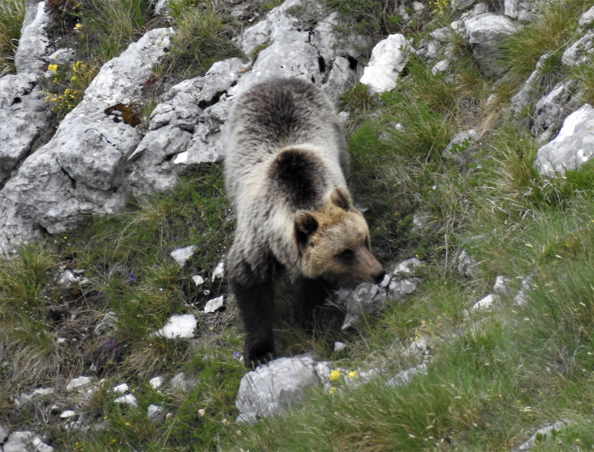 Marsican brown bear - Wikipedia