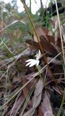 Caladenia picta
