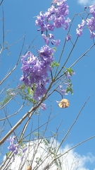 Jacaranda mimosifolia
