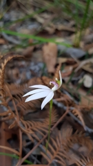 Caladenia picta