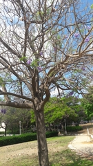 Jacaranda mimosifolia