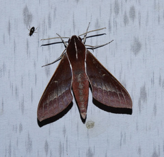 Theretra pallicosta