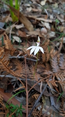 Caladenia picta