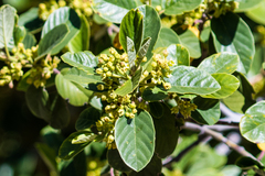 Frangula californica tomentella