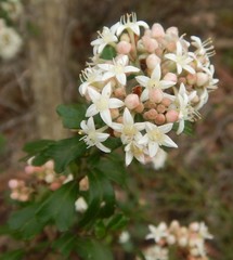Pomaderris obcordata