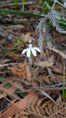 Caladenia picta