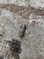 Nadezhdiella cantori
