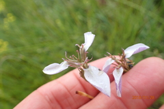 Moraea brevistyla