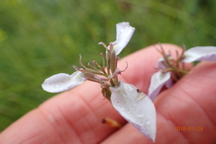 Moraea brevistyla