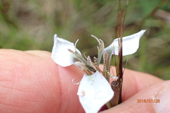 Moraea brevistyla